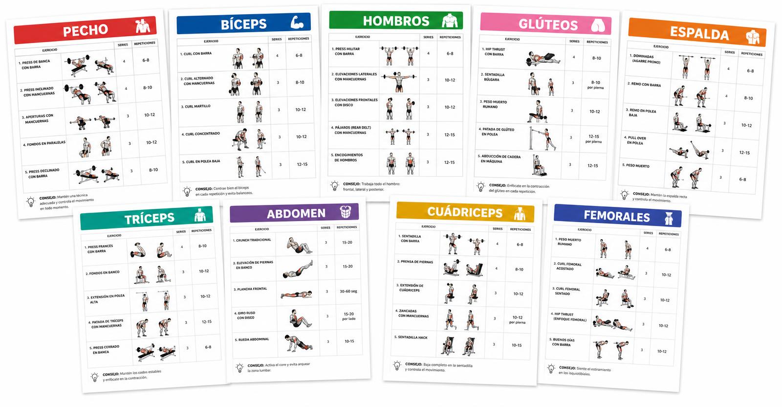 Fichas de entrenamiento por grupo muscular en PDF